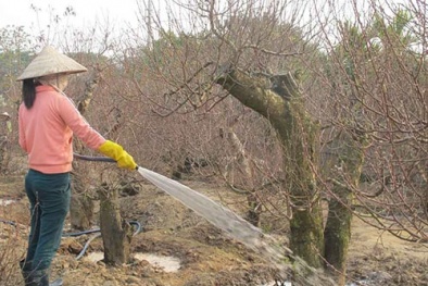 Thị trường đào, quất - Hên thua tại trời